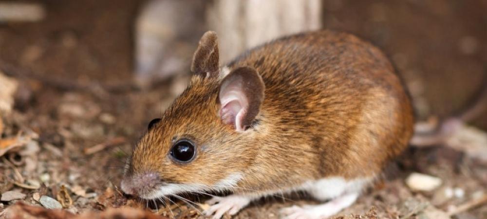 texas-mouse-most-common