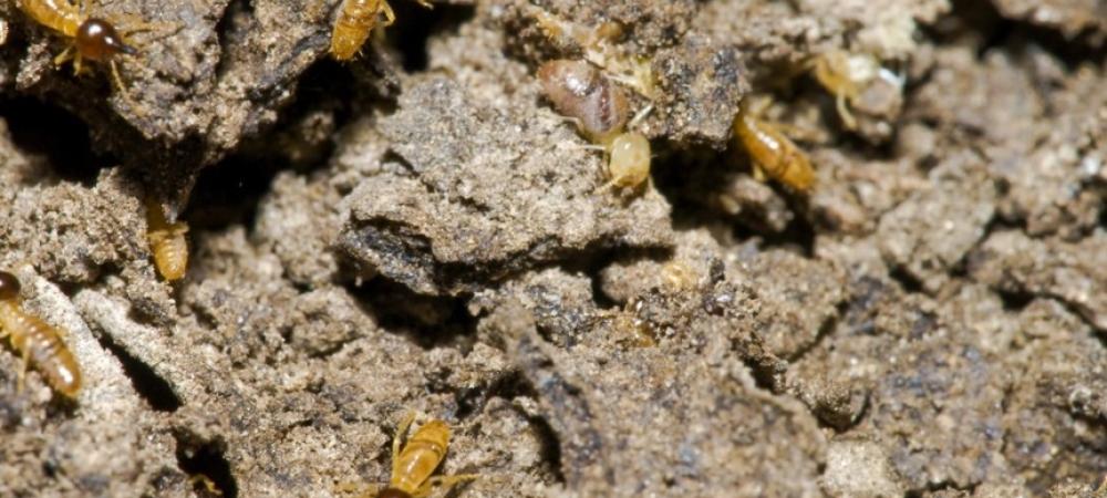 Termites crawling