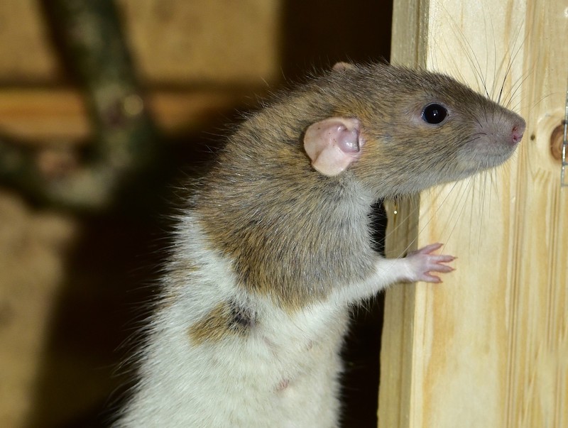 Rat Identification: Types of Rats in NC