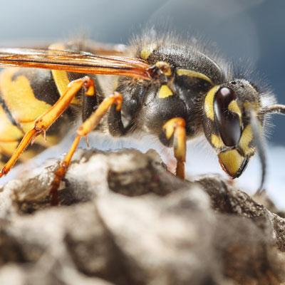 wasp on a mound of dirt