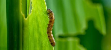 armyworms