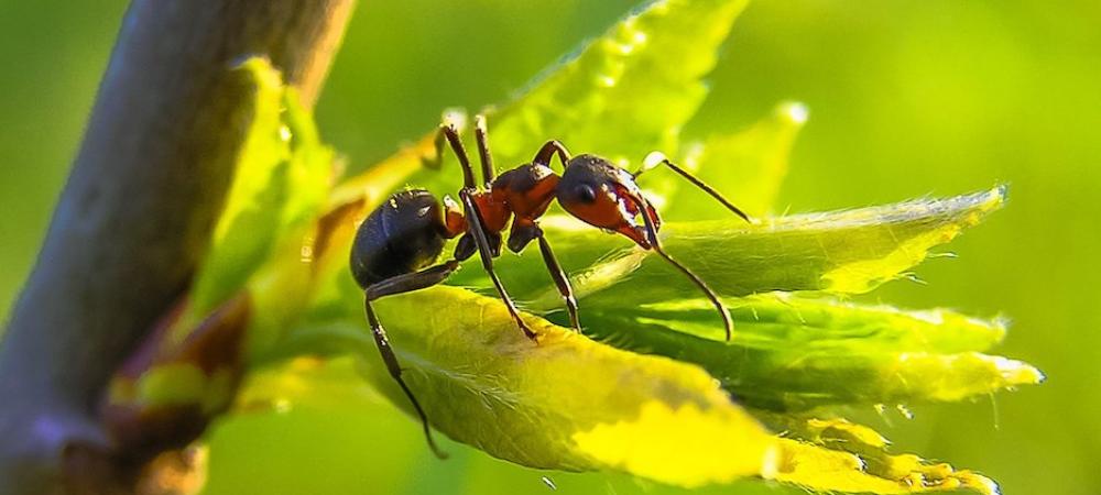 Ant in Texas