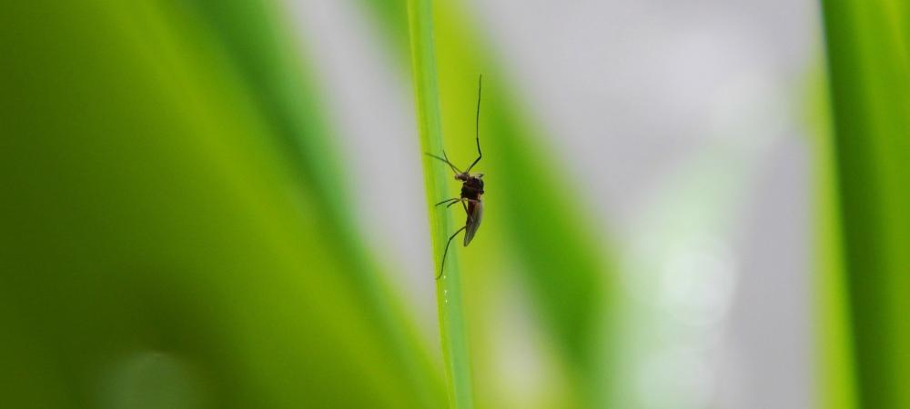 Bug sitting on leaf