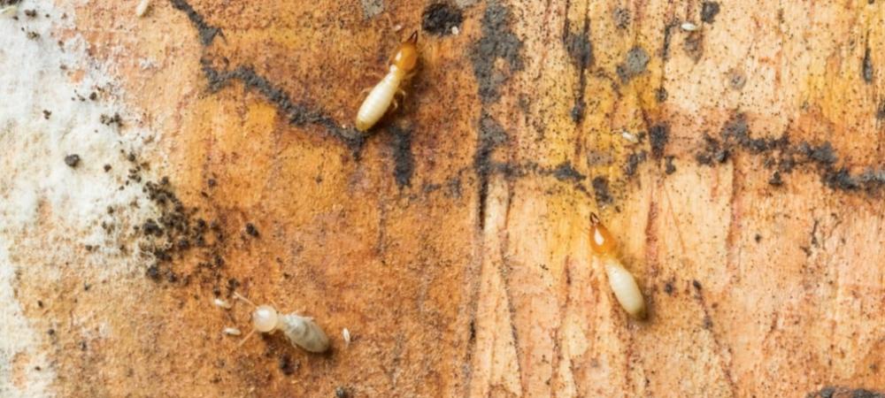 What termites deals look like