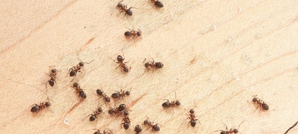 The 3 Best Ant Killers of 2024