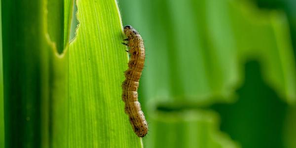 armyworms