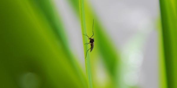 Bug sitting on leaf