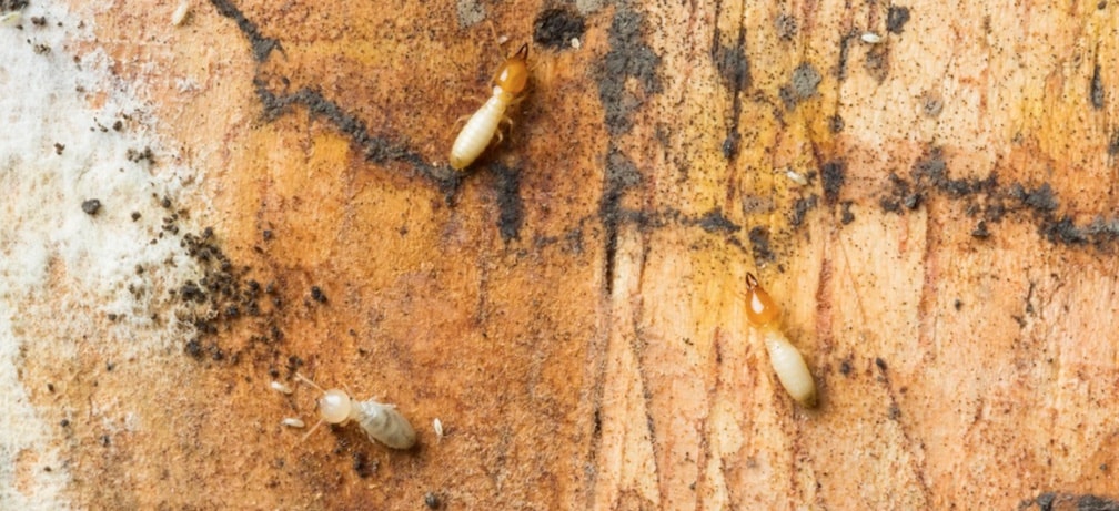 Top Termite Control & Treatment for Subterranean, Formosan, & Drywood  Termites